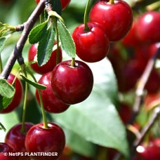 PRUNUS ROMEO