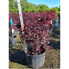 PRUNUS CISTENA