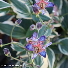 TRICYRTIS FOR SAMURAI TRICYRTIS FOR SAMURAI