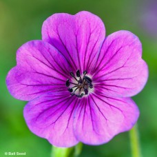 GERANIUM HEXHAM VELVET