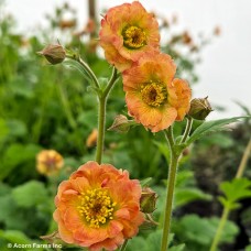GEUM MAI TAI