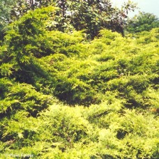 JUNIPERUS CHI PFI AUREA