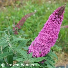 BUDDLEIA PUGSTER PINKER