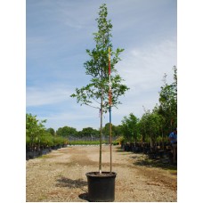 QUERCUS PAL PACIFIC BRILLIANCE QUERCUS PAL PACIFIC BRILLIANCE