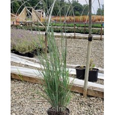 SCHIZACHYRIUM STANDING OVATION SCHIZACHYRIUM STANDING OVATION