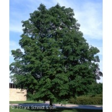 ACER SAC GREEN MOUNTAIN ACER SAC GREEN MOUNTAIN