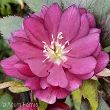 HELLEBORUS TRUE LOVE