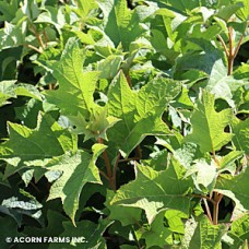 HYDRANGEA QUE TOY SOLDIER HYDRANGEA QUE TOY SOLDIER