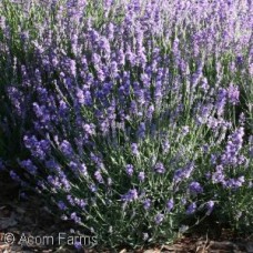 LAVANDULA ANG BIG TIME BLUE LAVANDULA ANG BIG TIME BLUE