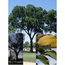 ULMUS AME JEFFERSON ULMUS AME JEFFERSON