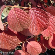VIBURNUM PLI POPCORN