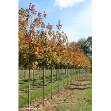 ACER RUB RED ROCKET ACER RUB RED ROCKET