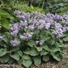 HOSTA BLUE MOUSE EARS HOSTA BLUE MOUSE EARS