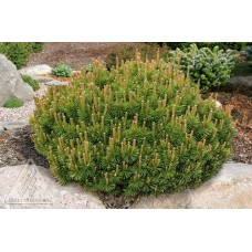 PINUS MUGO SLOWMOUND PINUS MUGO SLOWMOUND