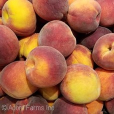 PRUNUS PER BAILEY HARDY PRUNUS PER BAILEY HARDY