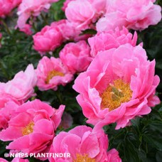 PAEONIA PAULA FAY PAEONIA PAULA FAY