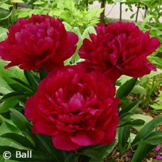PAEONIA RED MAGIC PAEONIA RED MAGIC