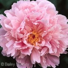 PAEONIA SARAH BERNHARDT PAEONIA SARAH BERNHARDT