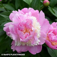 PAEONIA SORBET PAEONIA SORBET