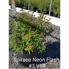 SPIRAEA JAP NEON FLASH SPIRAEA JAP NEON FLASH