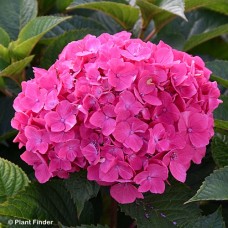 HYDRANGEA MAC LOVABLE