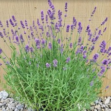 LAVANDULA ANG MUNSTEAD LAVANDULA ANG MUNSTEAD