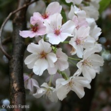 PRUNUS YEDOENSIS