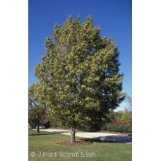 ACER MIY STATE STREET ACER MIY STATE STREET