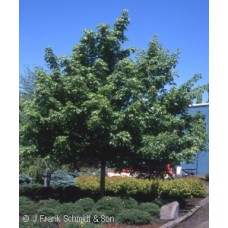 ACER TRU PACIFIC SUNSET ACER TRU PACIFIC SUNSET