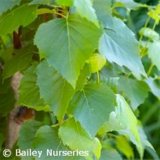 BETULA PLA PARKLAND PILLAR