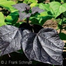 CATALPA ERUBESCENS PURPUREA