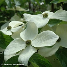 CORNUS KOUSA STARLIGHT CORNUS KOUSA STARLIGHT