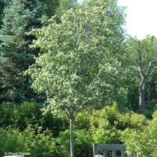 CRATAEGUS PHAENOPYRUM
