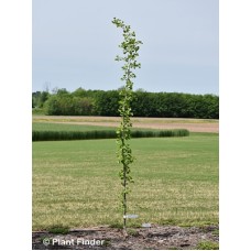 GINKGO BIL SKY TOWER GINKGO BIL SKY TOWER