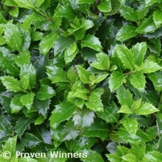 ILEX MES CASTLE WALL ILEX MES CASTLE WALL