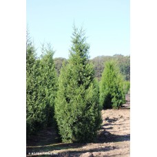 JUNIPERUS CHI KETELEERI