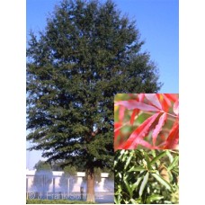 QUERCUS PHELLOS QUERCUS PHELLOS