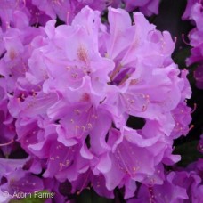 RHODODENDRON CAT ENG ROSEUM RHODODENDRON CAT ENG ROSEUM