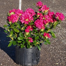 RHODODENDRON CAT NOVA ZEMBLA RHODODENDRON CAT NOVA ZEMBLA