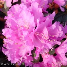 RHODODENDRON PJM ELITE RHODODENDRON PJM ELITE