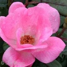 ROSA KNOCK OUT PINK SHR ROSA KNOCK OUT PINK SHR