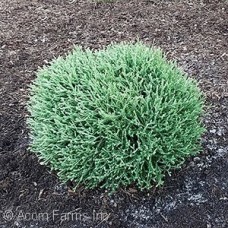 THUJA OCC MR BOWLING BALL THUJA OCC MR BOWLING BALL