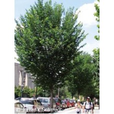 ULMUS AME PRINCETON ULMUS AME PRINCETON