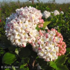VIBURNUM CARLESII CAYUGA
