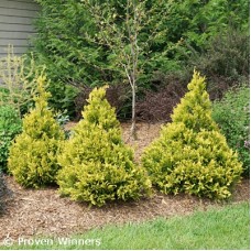 CHAMAECYPARIS PIS SFTSRVE GOLD