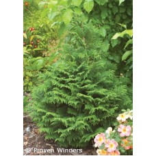 CHAMAECYPARIS PIS SOFT SERVE