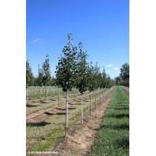 GINKGO BIL PRESIDENTIAL GOLD GINKGO BIL PRESIDENTIAL GOLD