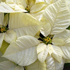 POINSETTIA WHITE POINSETTIA WHITE