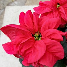 POINSETTIA WINTER ROSE POINSETTIA WINTER ROSE