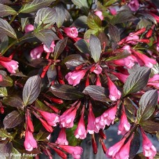 WEIGELA FLO VERY FINE WINE